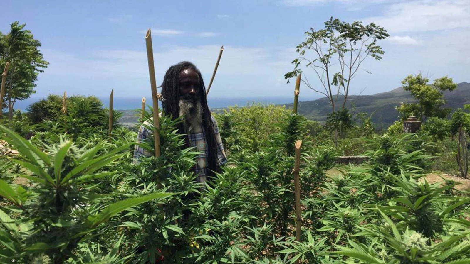 Rasta Roots: Tracing Jamaica's Cannabis Culture - JACANA Life