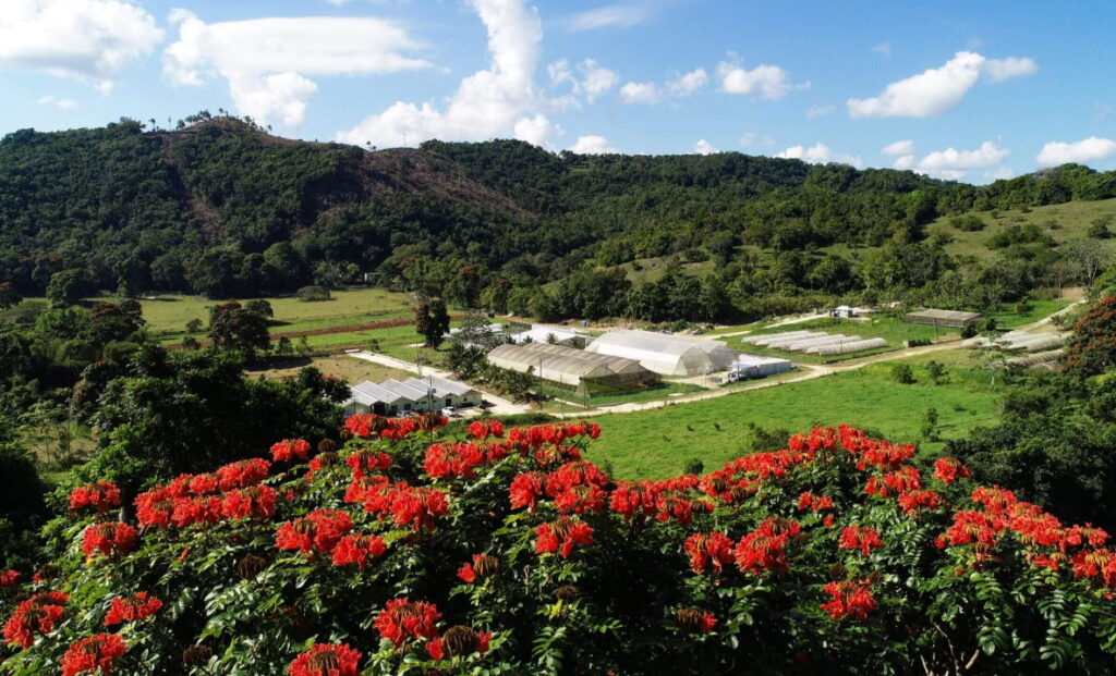 The JACANA cannabis farm