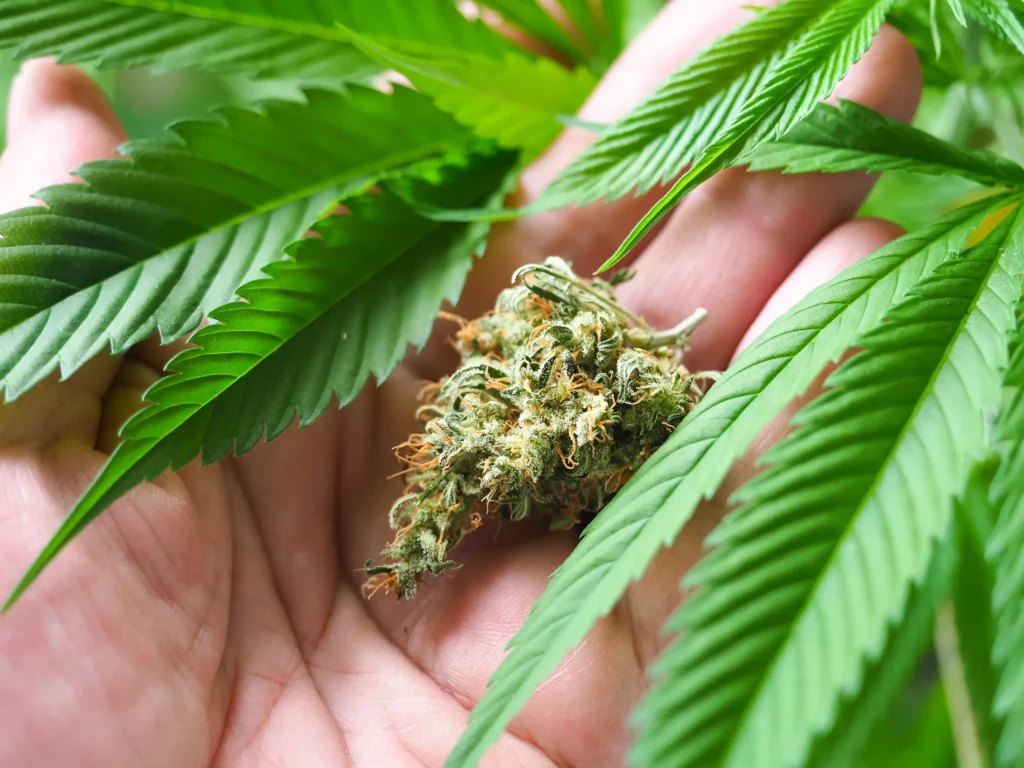 Does Smoking Cannabis Make You Lose Weight? What the Research Says