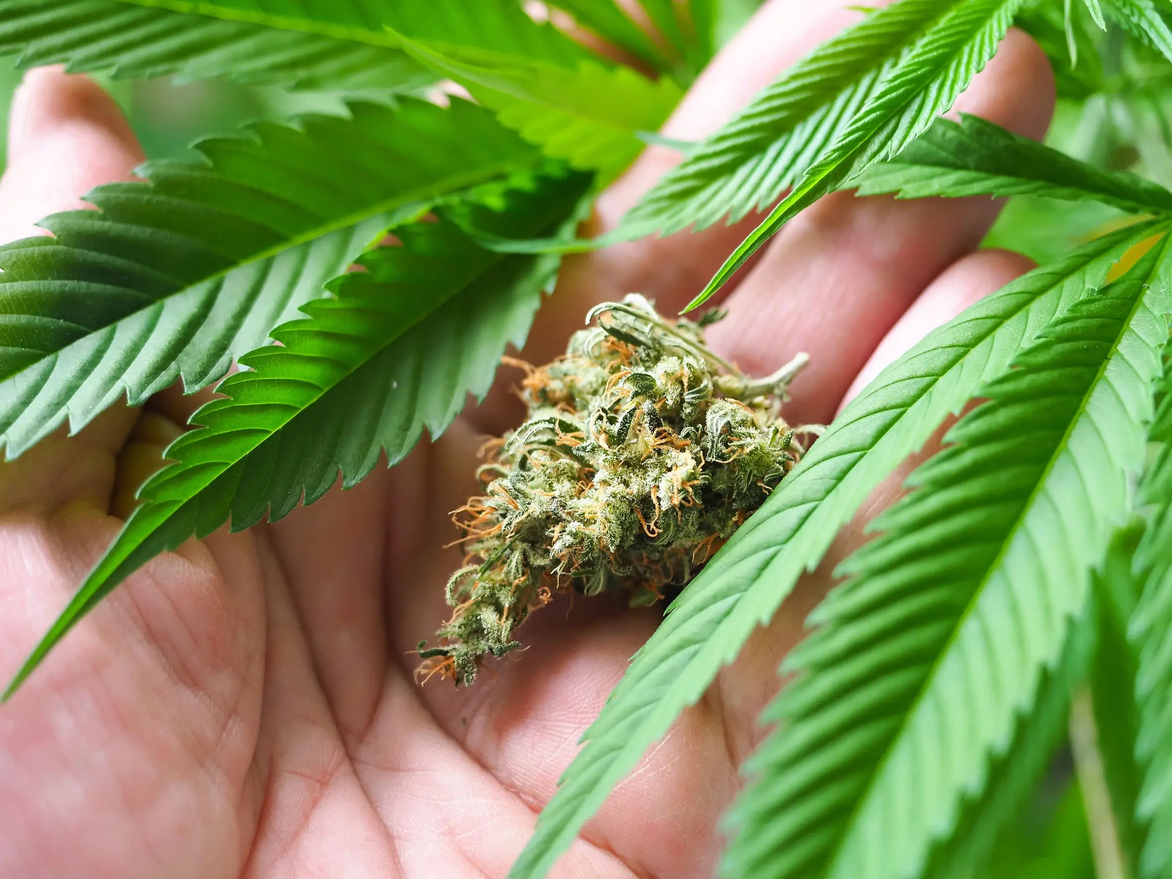 Does Smoking Cannabis Make You Lose Weight? What the Research Says