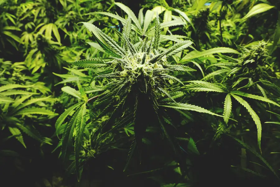 What Does a Weed Plant Look Like? A Closer Look at Cannabis Anatomy