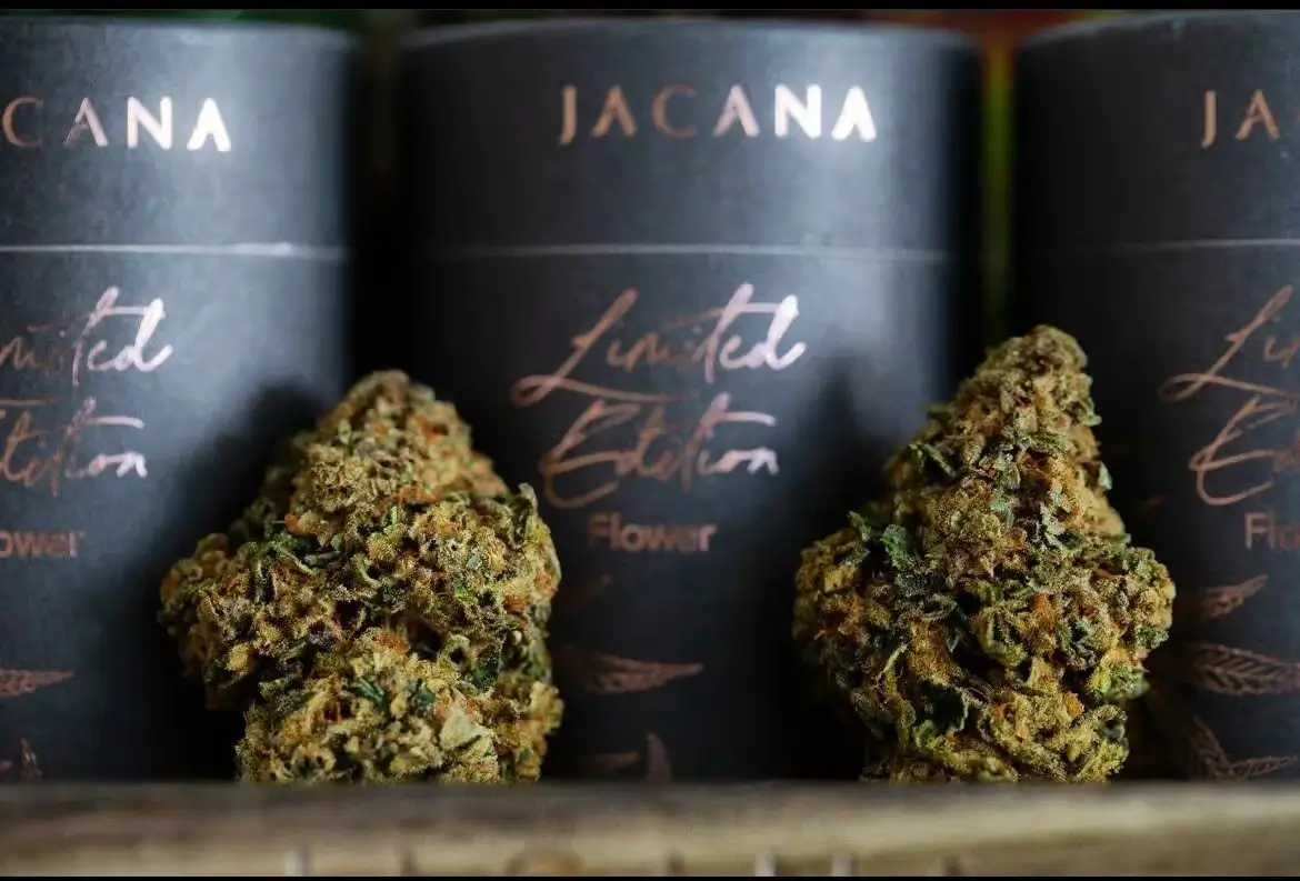 What Does a Weed Plant Look Like? A Closer Look at Cannabis Anatomy