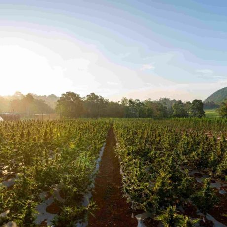 Jacana Cannabis Farm